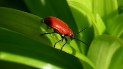 Nature Green insects cardinal ladybirds
