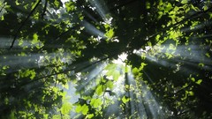 Nature Green light rays