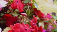 Nature Green nature's prophet