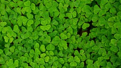 Nature Green Plants clover shamrock trefoil