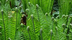 Nature Green Plants Ferns forests 1923