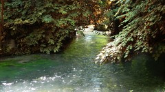 Nature Green River