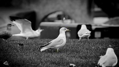 Nature Gulls