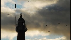 Nature Gulls Photographers