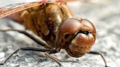 Nature head dragonfly
