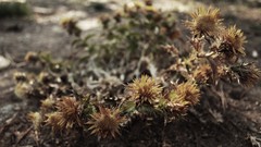 Nature Heat TOFIX Flowers