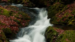 Nature heaven little rivers forests brian