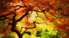 Nature high anyone Resolution cccc