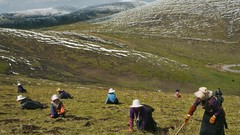 Nature hills woman Tibet national geographic dig
