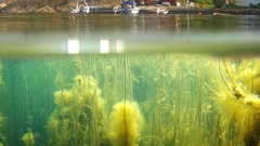 Nature houses Plants seaweed