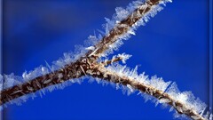 nature ice blue background twigs