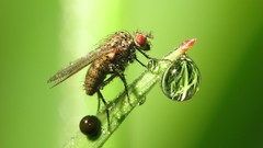 Nature insects animal world