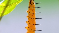 Nature insects caterpillars