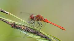 Nature insects Dragonflies