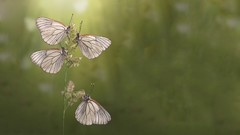 Nature insects grass depth