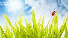 Nature insects grass sunlight