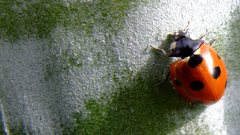 Nature insects ladybirds