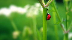 Nature insects ladybirds