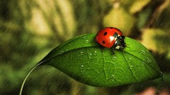 Nature insects leaves Beetles