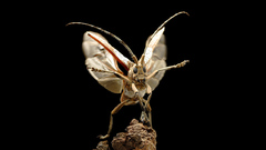 Nature insects moths