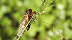 Nature insects National bugs cicada geographic