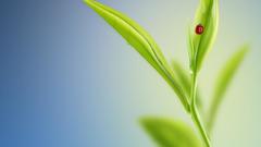 Nature insects Plants bugs