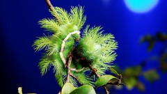 Nature insects Plants caterpillars