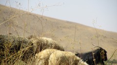 Nature iran artwork mutton