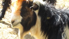 Nature iran artwork mutton