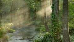 Nature Japan Fukushima