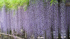 Nature Japan Garden purple flowers vines wisteria