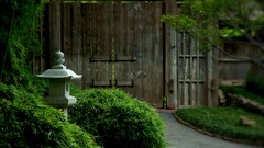 nature Japanese Garden Japan temple Park Wood Plants