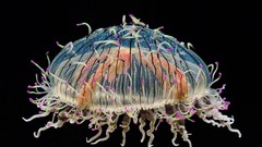 Nature jellyfish California Monterey