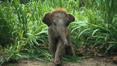 Nature jungle Animals elephants