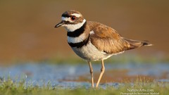 Nature Killdeer