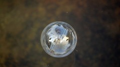 Nature landing soap bubbles