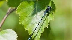 Nature leaf Animals insects