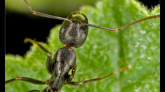 Nature leaf insects ants