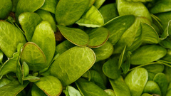 Nature leaf leaves Plants