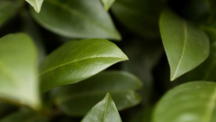 Nature leaf leaves Plants