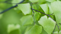 Nature leaf leaves Plants