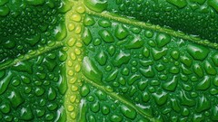 Nature leaf leaves water