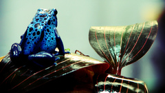 Nature leaf poison dart