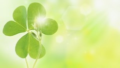 Nature leaves clover