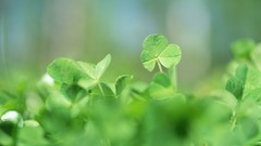 Nature leaves clover