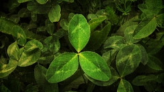Nature leaves Clovers