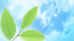 Nature leaves dreamy skyscapes