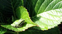 Nature leaves Frogs amphibians