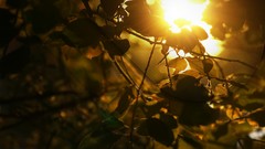 Nature leaves golden sunlight