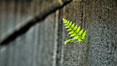 Nature leaves HDR Photography